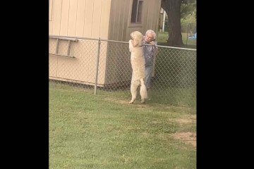 O cão era tão fiel a sua amiga que já a esperava todas as manhãs, perto da cerca que dividia os quintais -  (crédito: Reprodução/X/@zamenza)