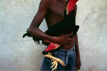 Animal tem tirado o sono dos vizinhos na região