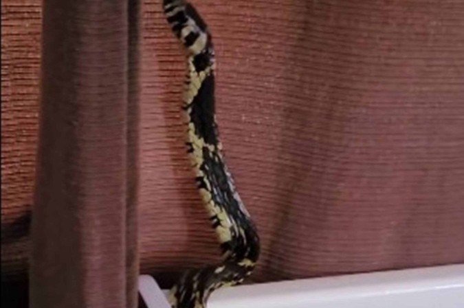 Segundo o Instituto Butantan, a caninana é uma cobra muito ágil, e é encontrada em todos os biomas brasileiros, com exceção dos Pampas -  (crédito: Reprodução/Instagram)
