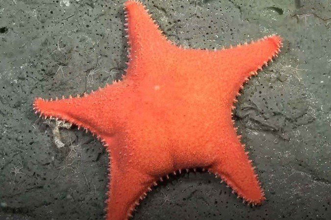 Patrick da vida real? Cientistas descobrem estrela-do-mar com 'bumbum'