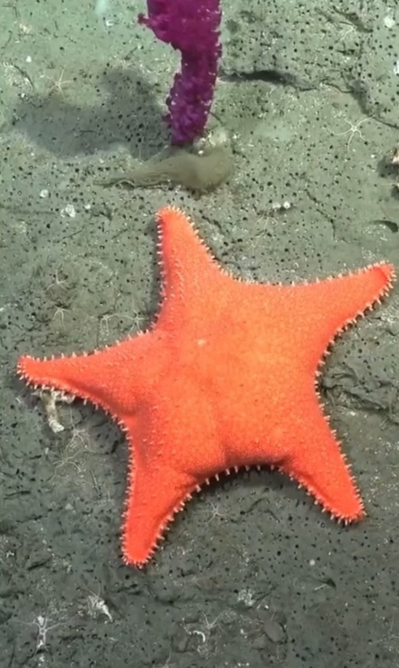 Cientistas encontram estrela-do-mar com ‘bumbum’ 