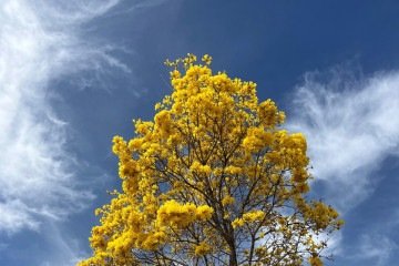 Ipê amarelo encanta a cidade -  (crédito: Vitória Torres/CB)