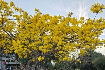 Laisa tirando foto com o ipê