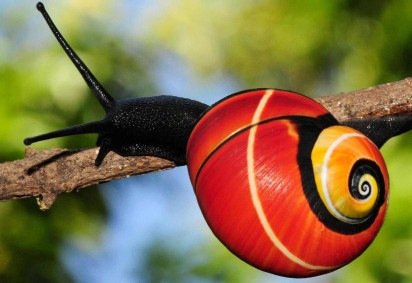 As conchas dos caramujos são vendidas como itens decorativos e ornamentos -  (crédito: Angus Davison)