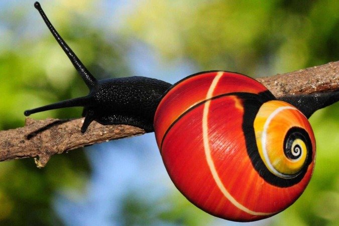 As conchas dos caramujos são vendidas como itens decorativos e ornamentos - (crédito: Angus Davison) As conchas dos caramujos são vendidas como itens decorativos e ornamentos - (crédito: Angus Davison)