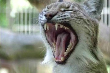 Post de zoológico da Dinamarca pedindo doações de animais de estimação para alimentar predadores -  (crédito: Facebook / Reprodução)