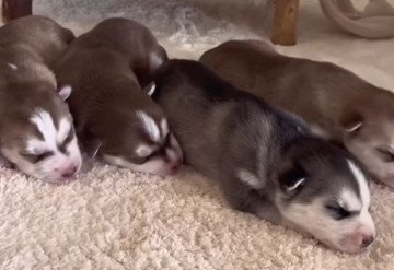 Bruna Simek ganhou destaque nas redes sociais após mostrar sua rotina criando dois filhos e 10 cachorros - (crédito: Reprodução/instagram/@brunasimek) Bruna Simek ganhou destaque nas redes sociais após mostrar sua rotina criando dois filhos e 10 cachorros - (crédito: Reprodução/instagram/@brunasimek)