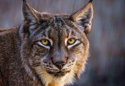 O zoológico europeu que pede animais de estimação para alimentar leões e tigres -  (crédito: BBC Geral)