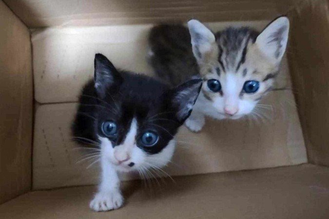 Grande parte do conteúdo revelado pela BBC é forte e perturbador demais para ser exibido - (crédito: BBC) Grande parte do conteúdo revelado pela BBC é forte e perturbador demais para ser exibido - (crédito: BBC)