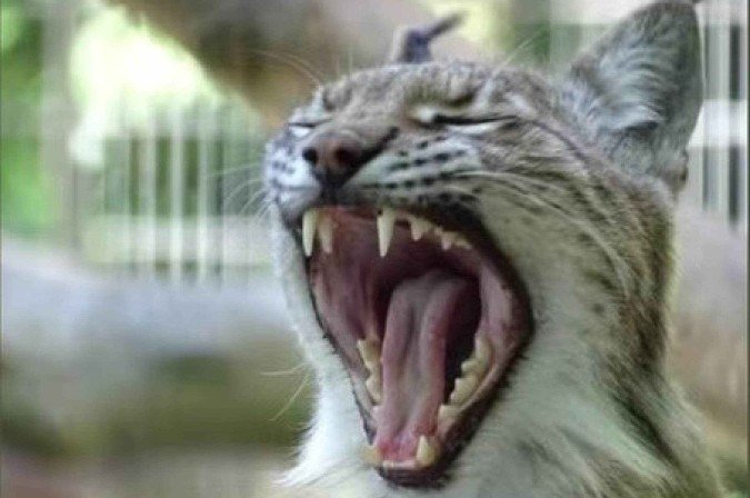 Zoológico dinamarquês pede doação de pets como alimento e revolta público