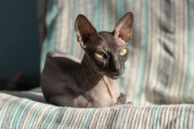 Gatos sem pelos exigem cuidados específicos para evitar problemas de pele (Imagem: Viachaslau Herostratos | Shutterstock) - (crédito: EdiCase) Gatos sem pelos exigem cuidados específicos para evitar problemas de pele (Imagem: Viachaslau Herostratos | Shutterstock) - (crédito: EdiCase)