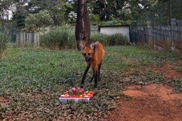 Morre lobo-guará Atena, do Zoo de Brasília. Ela nasceu no DF -  (crédito: Divulgação / GDF)