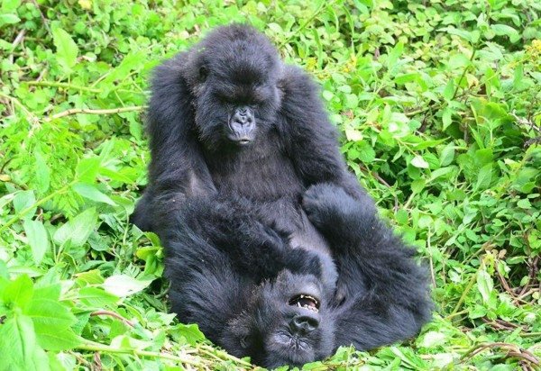 Dian Fossey Gorilla Fund