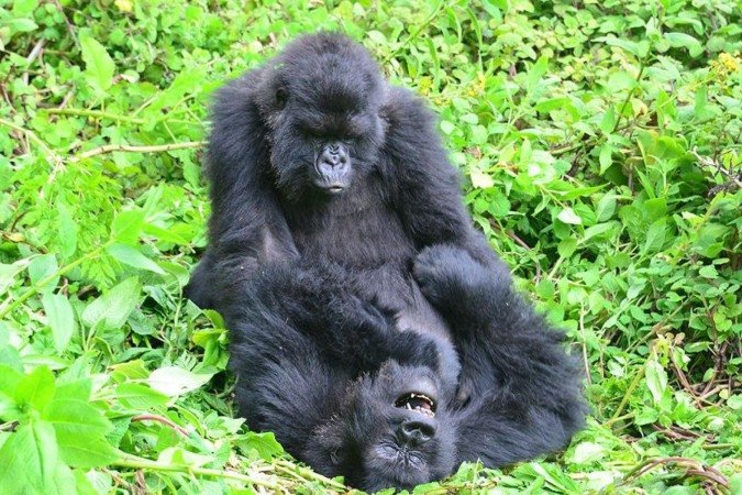 Os grupos sociais de gorilas de vez em quando se reúnem, permitindo que as fêmeas estabeleçam conexões com indivíduos de outros grupos - (crédito: Dian Fossey Gorilla Fund) Os grupos sociais de gorilas de vez em quando se reúnem, permitindo que as fêmeas estabeleçam conexões com indivíduos de outros grupos - (crédito: Dian Fossey Gorilla Fund)