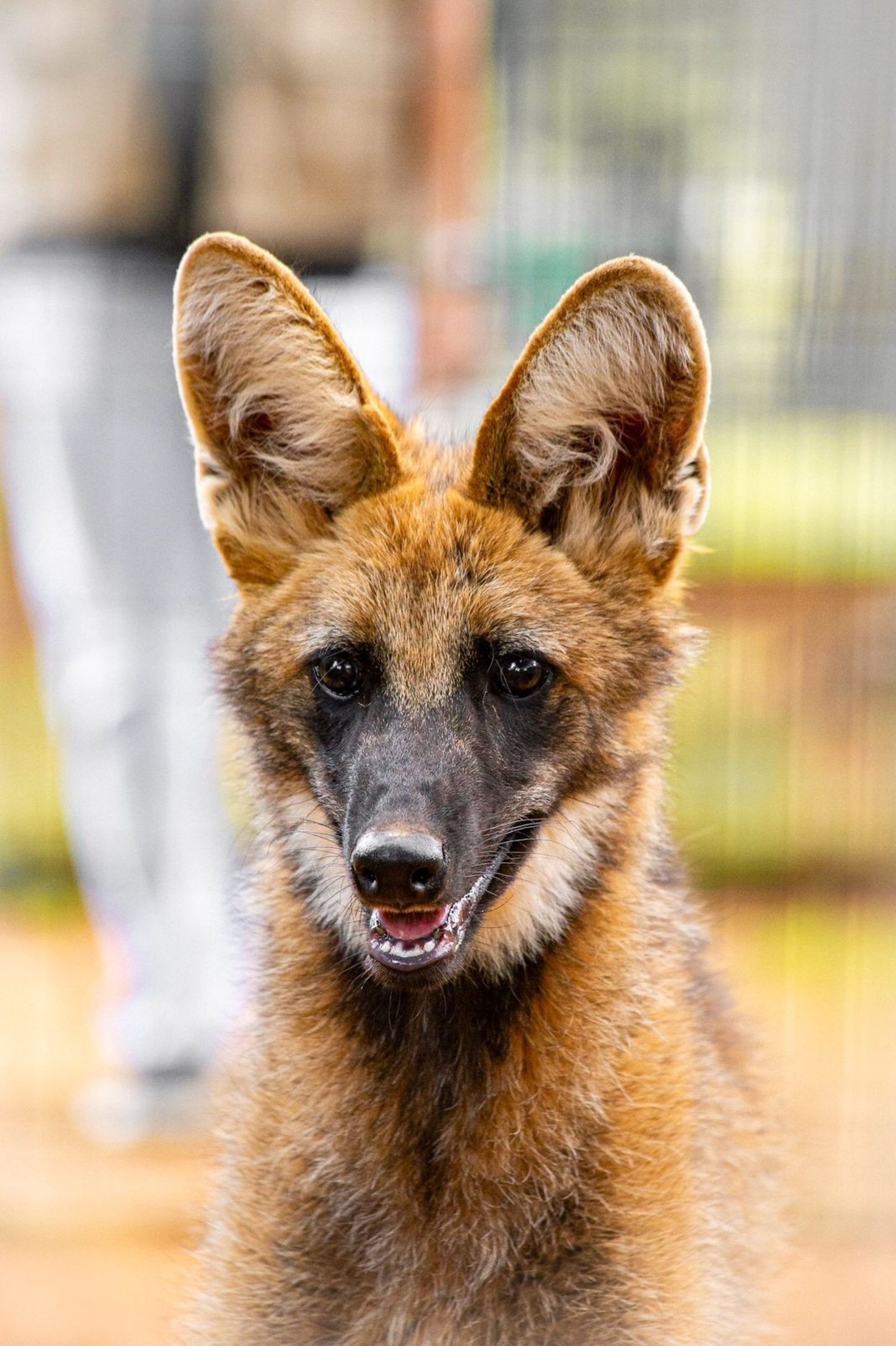 Atena se tornou símbolo do cerrado e da conservação