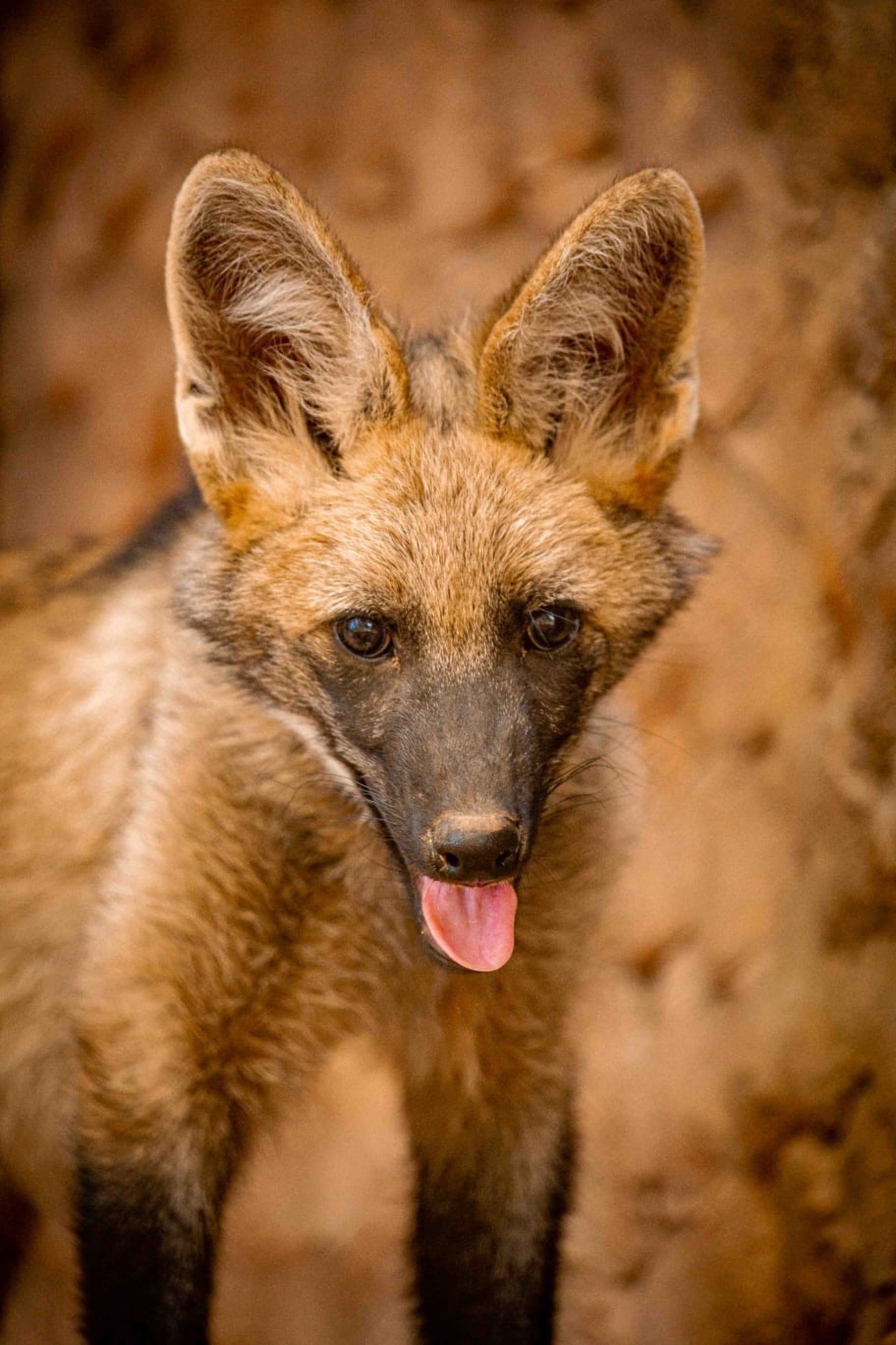 Atena se tornou símbolo do cerrado e da conservação