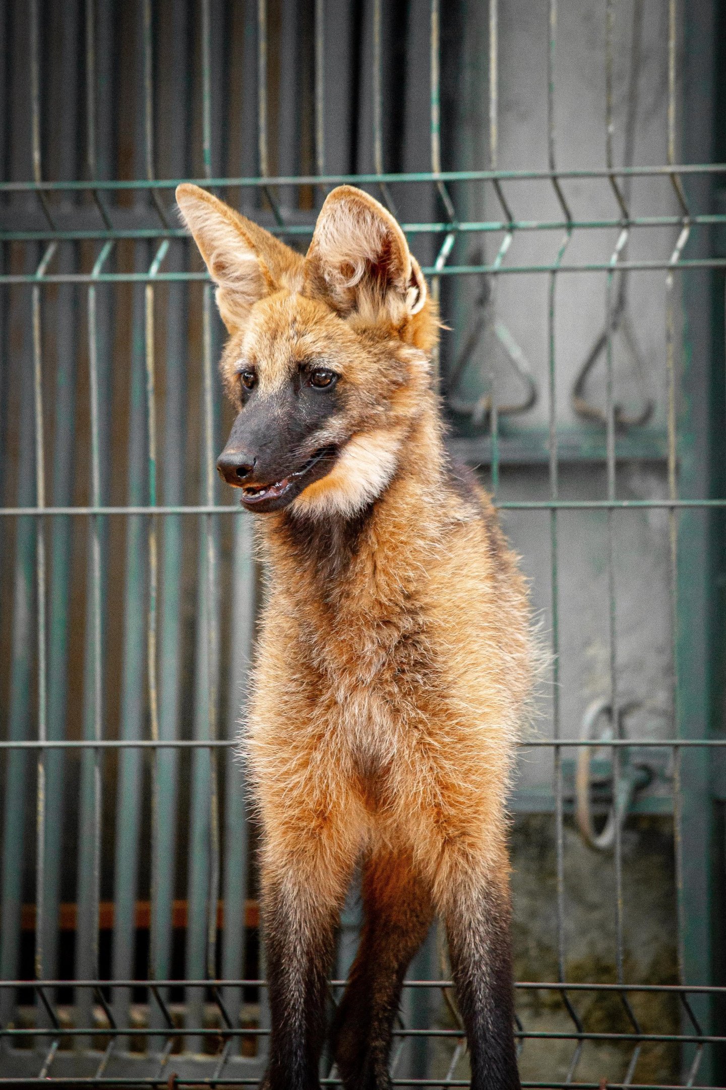 Atena se tornou símbolo do cerrado e da conservação