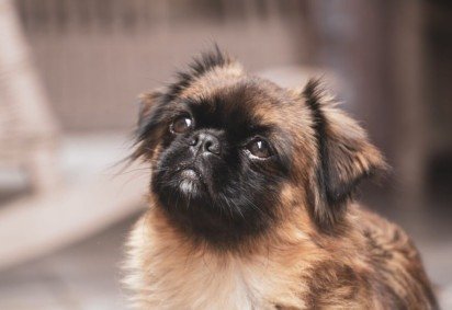 Os cachorros com focinho curto são adoráveis, mas exigem cuidados específicos (Imagem: Wirestock Creators | Shutterstock) -  (crédito: EdiCase)
