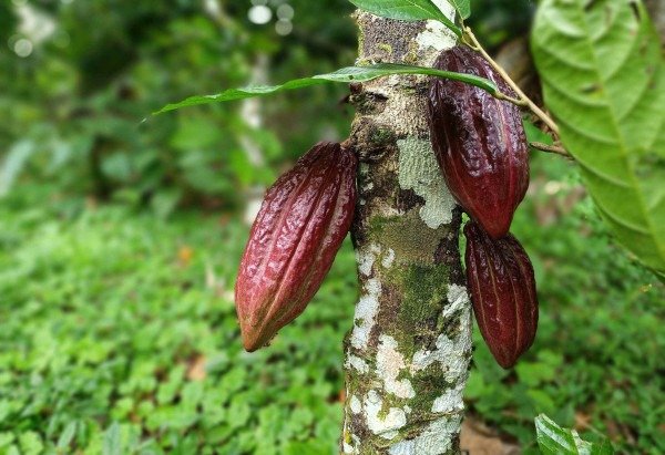 Ana Carolina Alves/CB