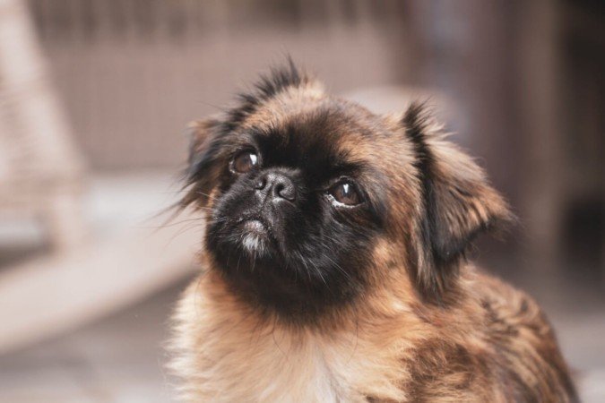 Os cachorros com focinho curto são adoráveis, mas exigem cuidados específicos (Imagem: Wirestock Creators | Shutterstock) - (crédito: EdiCase) Os cachorros com focinho curto são adoráveis, mas exigem cuidados específicos (Imagem: Wirestock Creators | Shutterstock) - (crédito: EdiCase)