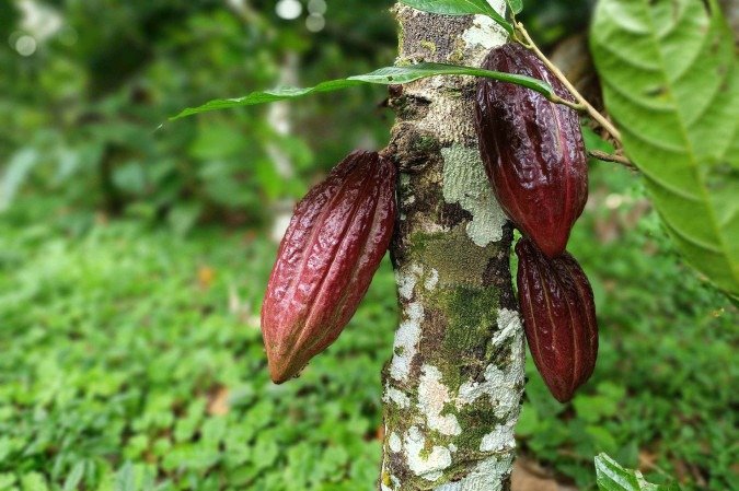 Cacau da Colina Benevides
- (crédito: Ana Carolina Alves/CB) Cacau da Colina Benevides
- (crédito: Ana Carolina Alves/CB)
