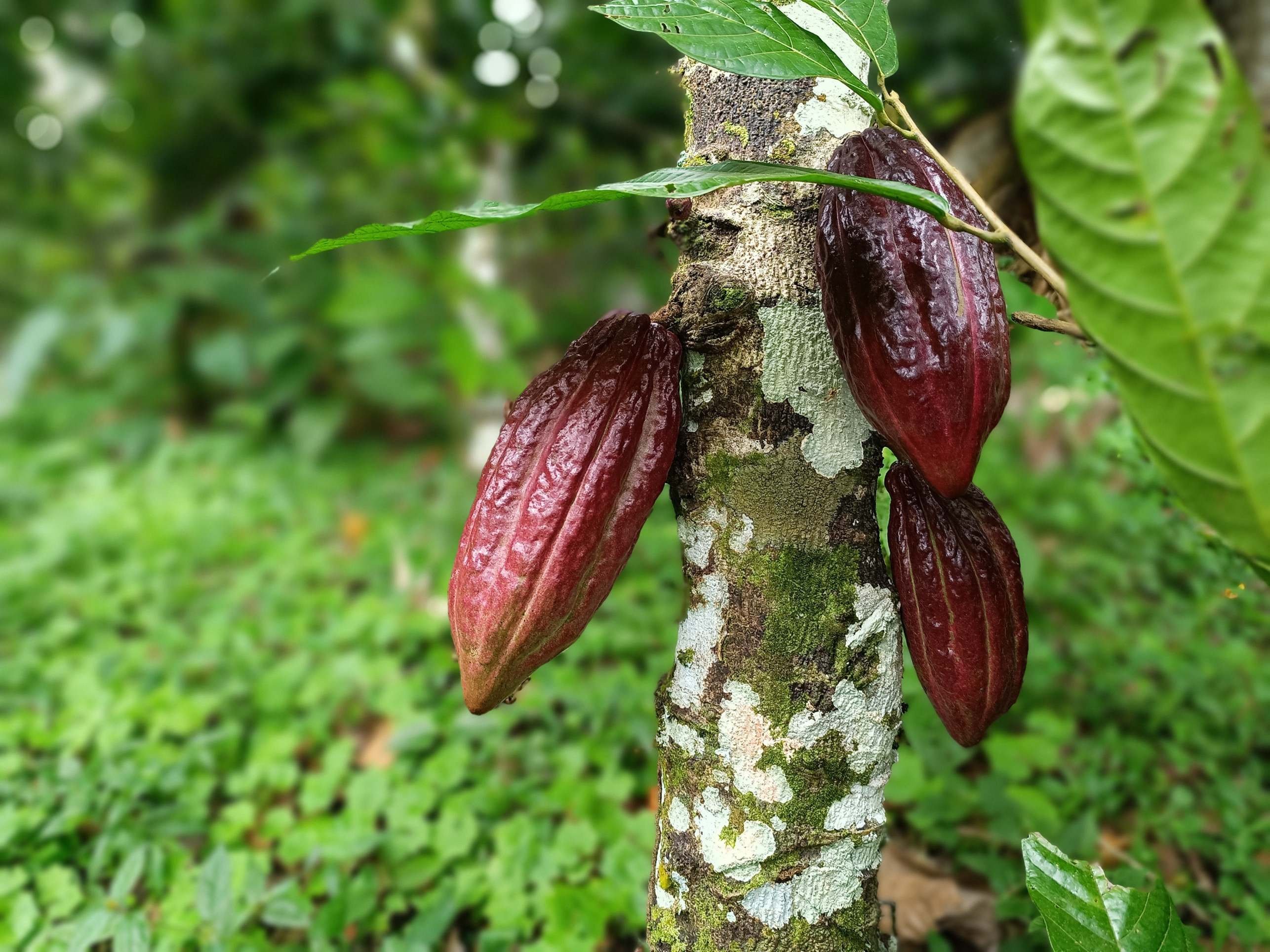 Turismo em Ilhéus: história e a charmosa Rota do Cacau