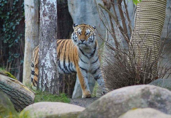 Reprodução/Instagram/@zoo.leipzig