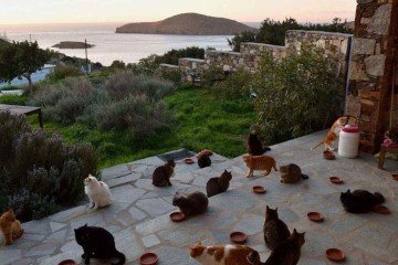 Abrigo para gatos fica em ilha paradisíaca na Grécia -  (crédito: God's Little People Cat Rescue / divulgação)
