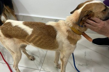 Cão em estado de magreza extrema após ser retirado do abrigo -  (crédito: Material cedido ao Correio)