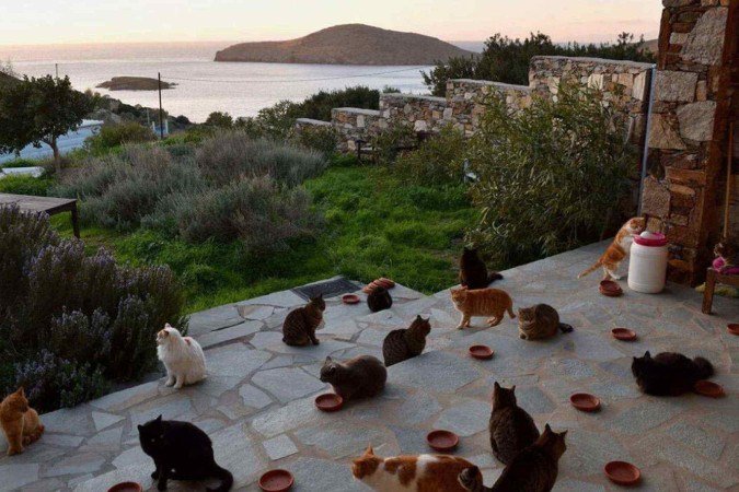 Abrigo para gatos fica em ilha paradisíaca na Grécia - (crédito: God's Little People Cat Rescue / divulgação) Abrigo para gatos fica em ilha paradisíaca na Grécia - (crédito: God's Little People Cat Rescue / divulgação)