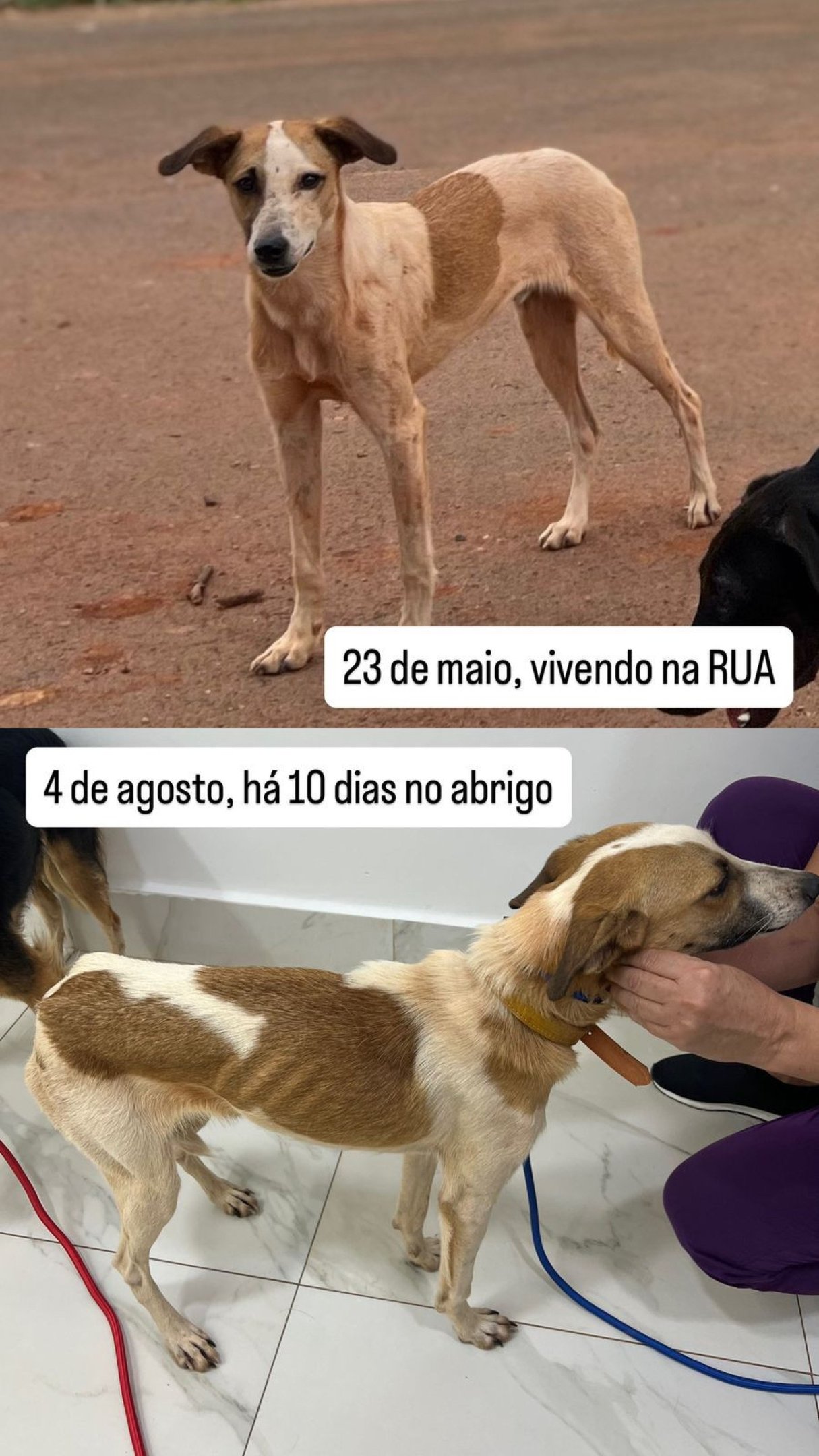 O vira-lata Serã já era acompanhado pela protetora Jana, que visitou o abrigo. Na imagem, ela mostra o antes e depois do animal, agora sob seus cuidados