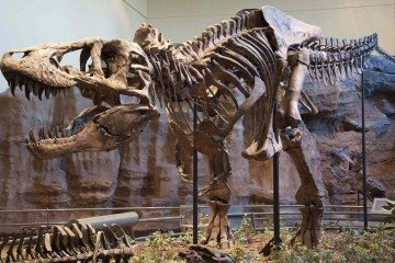 T. Rex era especialista em esmagar suas presas -  (crédito: Wikimedia commons)