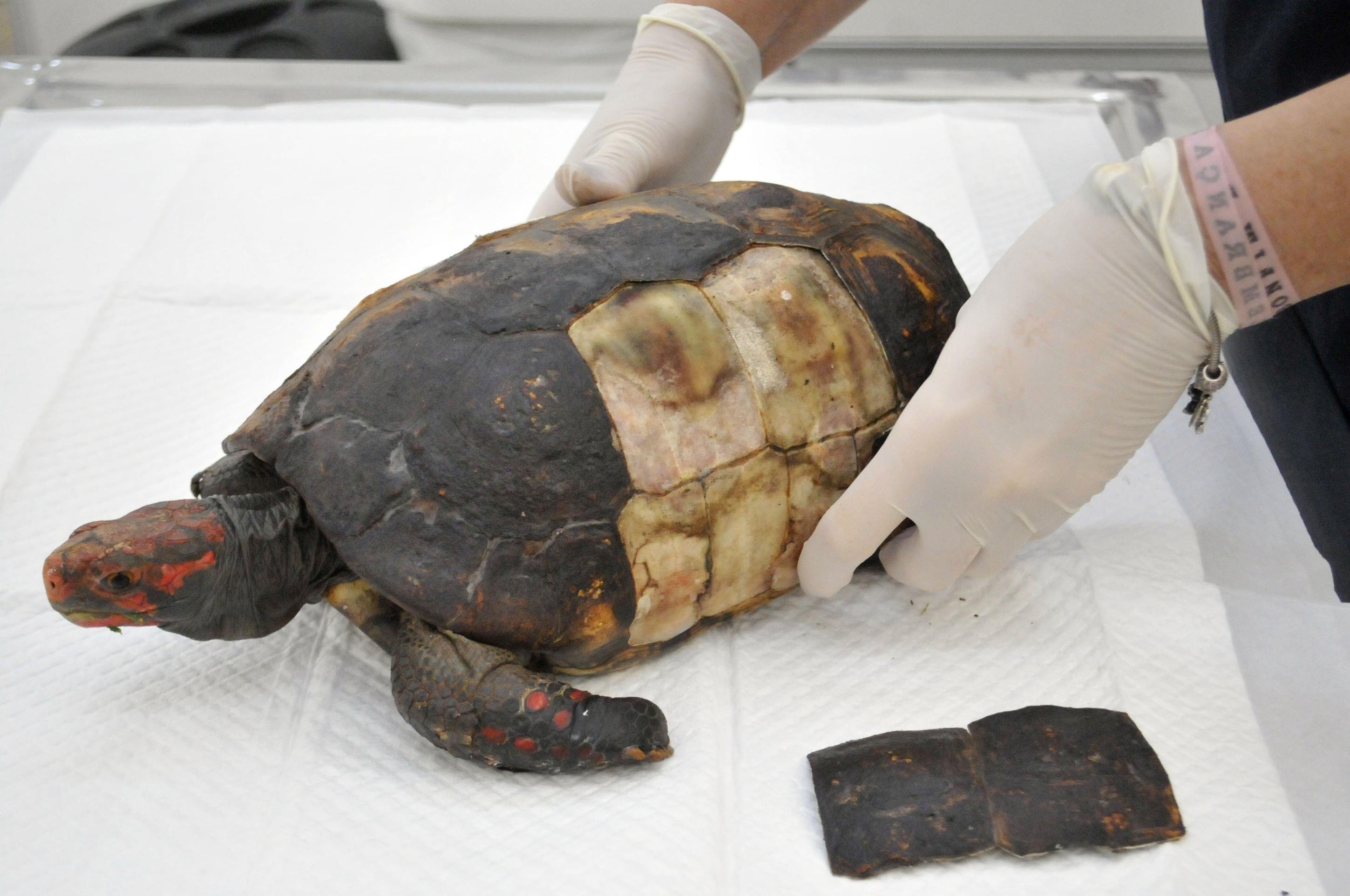 12/08/2025 Crédito: Marcelo Ferreira/CB/D.A Press. Brasil. Brasília - DF -  Aumento da presença de animais silvestres nas cidades. Hospital e Centro de Reabilitação da Fauna Silvestre - Setor Hoteleiro, projeção H, Taguatinga sul. Jabuti com o casco queimado após fugir de um incêndio.