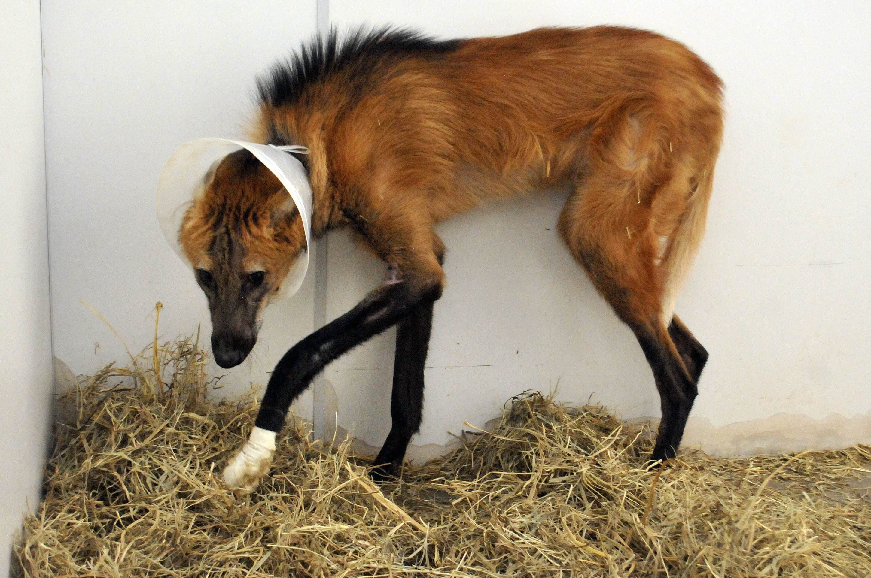 Crescimento das áreas urbanas no DF afeta habitats e equilíbrio ambiental
