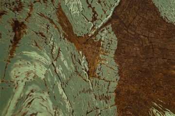 A imanência das árvores
De Luiz Gallina
