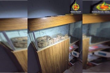 Jiboia mantida em cativeiro em residência de Santa Maria -  (crédito: Divulgação/PMDF)