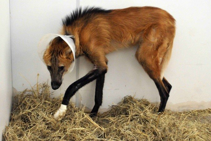 Lobo-guará teve as patas machucadas por uma armadilha de laço  -  (crédito:  Marcelo Ferreira/CB/D.A Press)