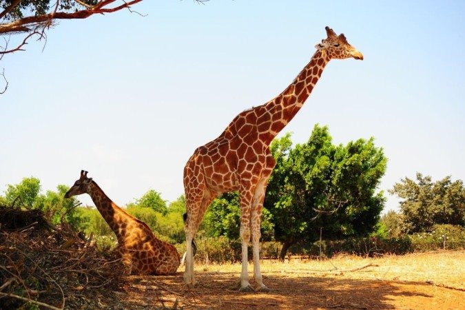 Comportamentos curiosos das girafas chamam a atenção de inúmeras pessoas ao redor do mundo (Imagem: hermitis | Shutterstock) - (crédito: EdiCase) Comportamentos curiosos das girafas chamam a atenção de inúmeras pessoas ao redor do mundo (Imagem: hermitis | Shutterstock) - (crédito: EdiCase)