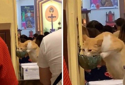 Gato mata sede com água benta em igreja -  (crédito: TikTok)