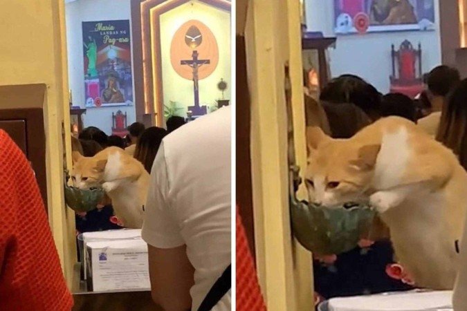 Gato mata sede com água benta em igreja - (crédito: TikTok) Gato mata sede com água benta em igreja - (crédito: TikTok)