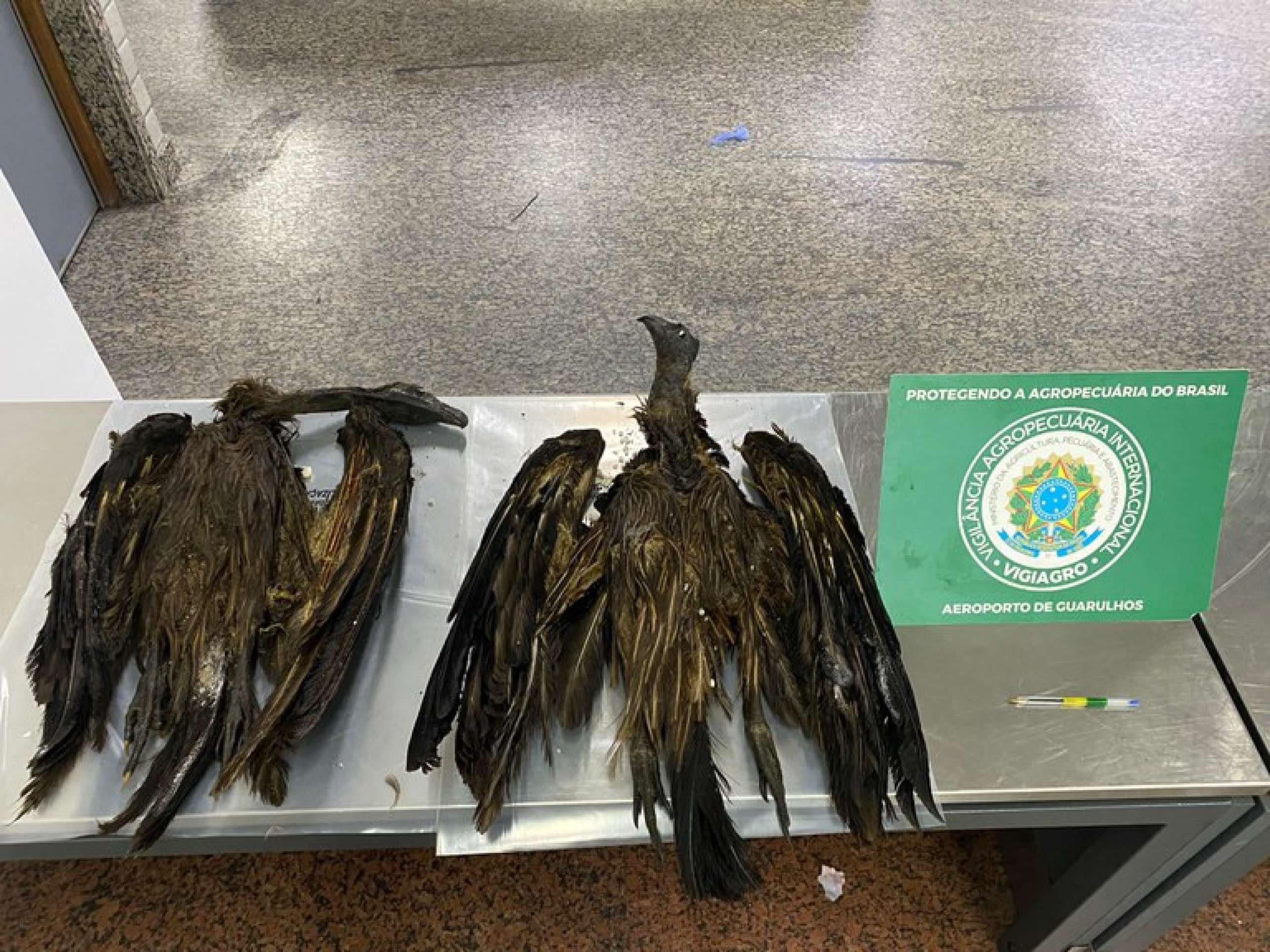 Ratos empalados e abutres na bagagem