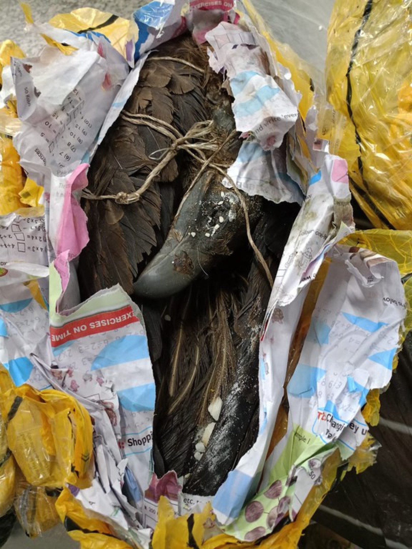 Ratos empalados e abutres na bagagem