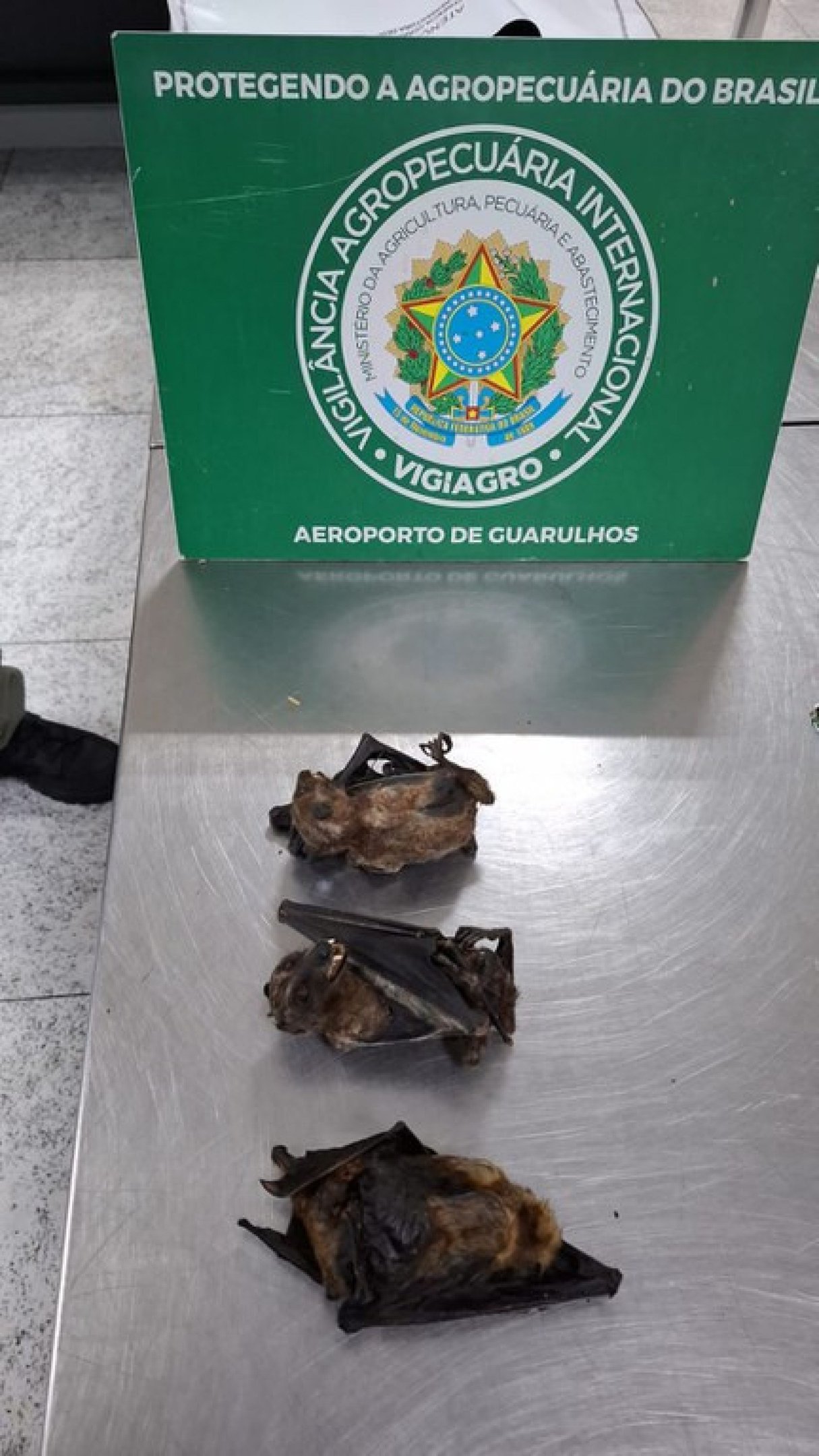 Ratos empalados e abutres na bagagem