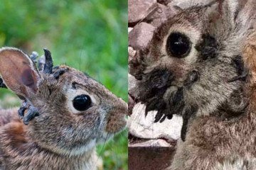 Coelhos selvagens com "tentáculos" na cabeça são fotografados nos EUA  -  (crédito: Reprodução / Redes sociais )