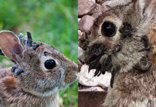 Reprodução / Redes sociais 