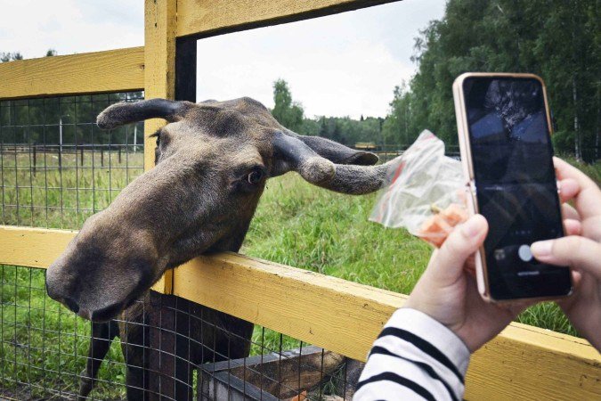  A visitors takes photographs of a moose in Losiny Ostrov National Park (Elk Island) outside Moscow on August 2, 2025. Russian law prohibits construction in national parks but local authorities got around it by arguing that the project consisted of 