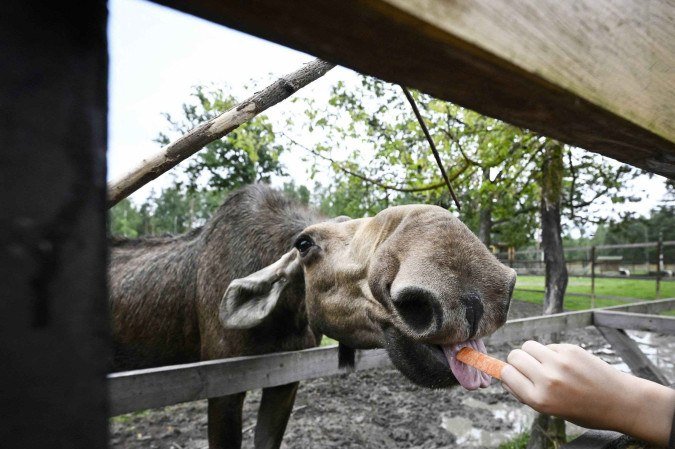  A visitor feeds a moose in Losiny Ostrov National Park (Elk Island) outside Moscow on August 2, 2025. Russian law prohibits construction in national parks but local authorities got around it by arguing that the project consisted of 