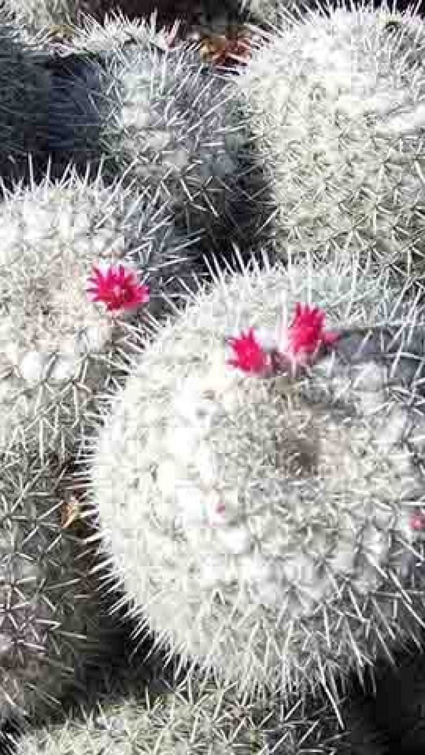 Diferentes tipos de cacto; veja a variedade da resistente planta, image size:828x1472