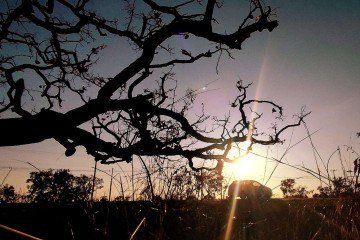 Bom dia, Brasília! O DF amanheceu ensolarado e com os galhos de árvores retorcidos pela seca. Fique atento aos cuidados com a saúde - (crédito: Ed Alves/CB/DA Press) Bom dia, Brasília! O DF amanheceu ensolarado e com os galhos de árvores retorcidos pela seca. Fique atento aos cuidados com a saúde - (crédito: Ed Alves/CB/DA Press)