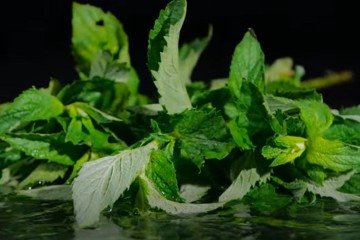 Conheça cinco plantas 'repelentes' que afastam os insetos de sua casa - Youtube/MundoBoaForma